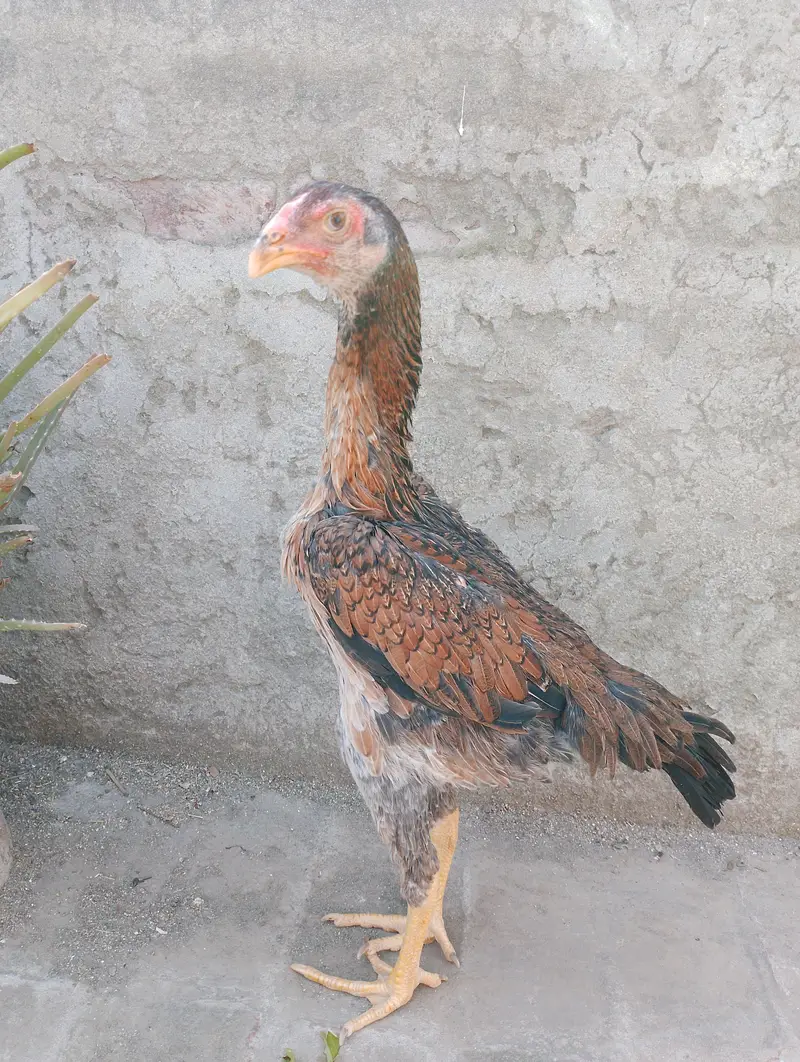 Aseel Female