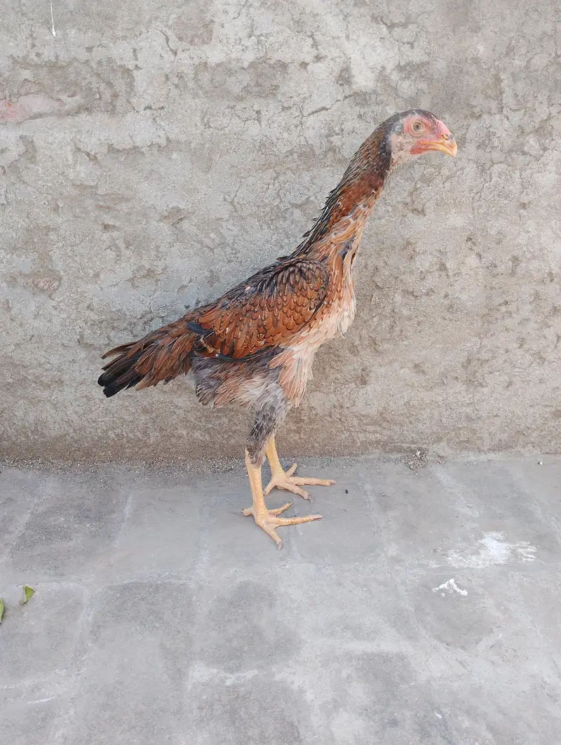 Aseel Female — photo 2