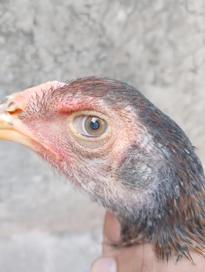 Aseel Female — photo 3