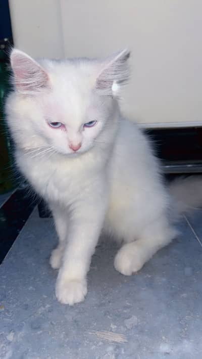 Persian angora male kitten