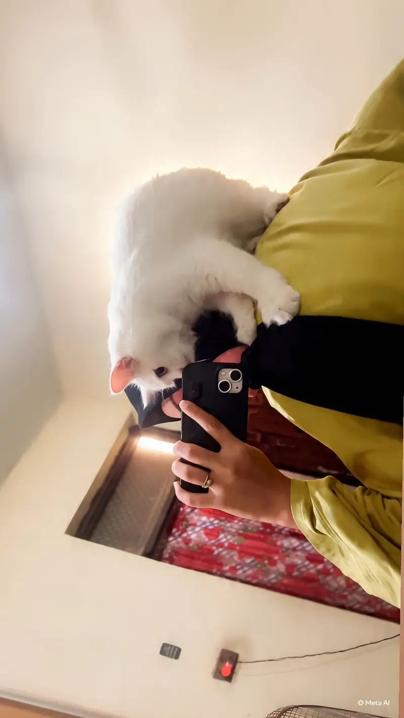 Persian angora male kitten — photo 2