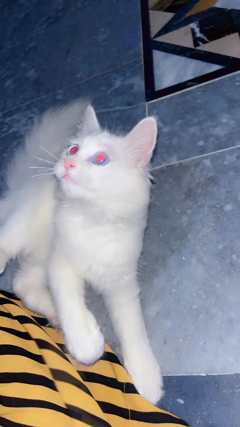 Persian angora male kitten — photo 3