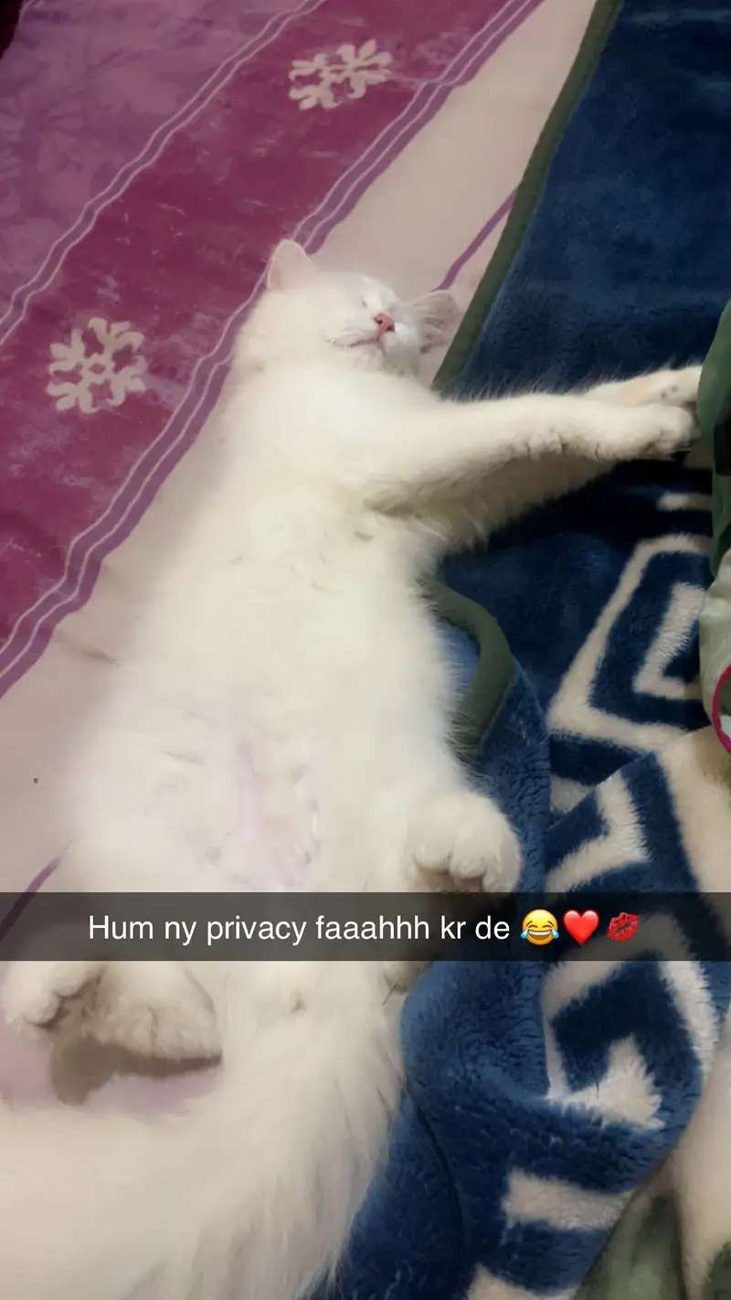 Persian angora male kitten — photo 4