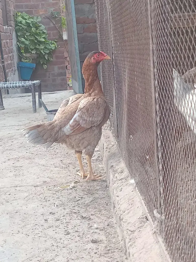 aseel mianwali — photo 2