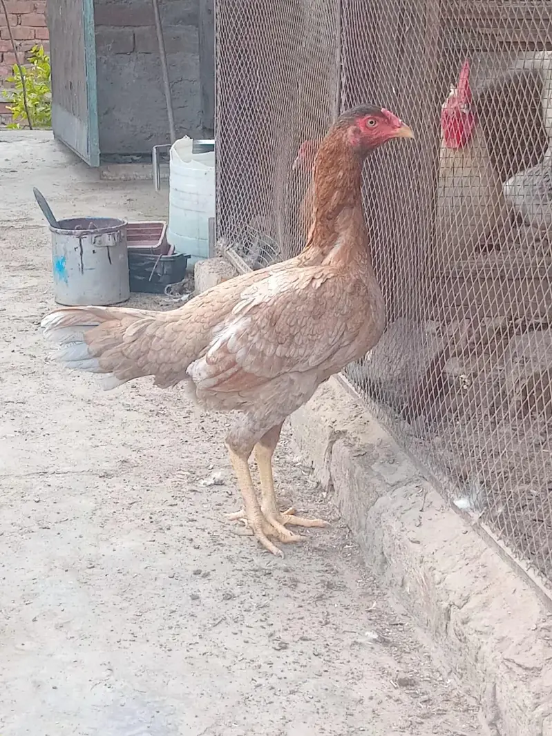 aseel mianwali — photo 3