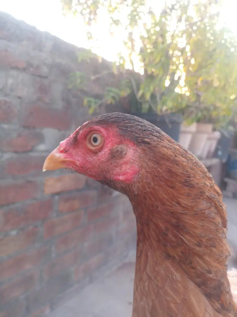 aseel mianwali — photo 7