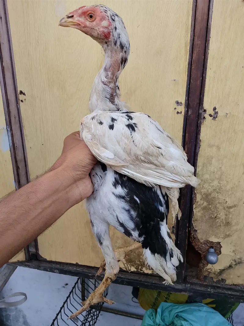 03036068703 aseel patha urgent for sale aik pice ke price 1800