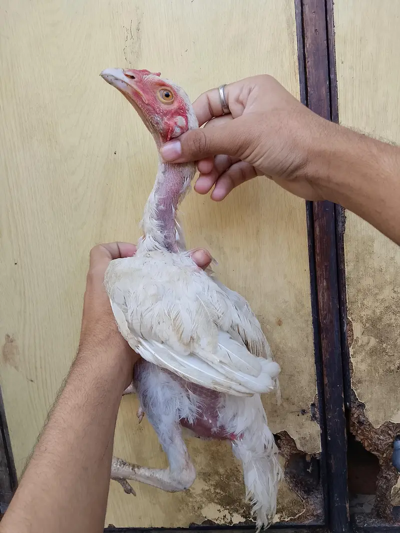 03036068703 aseel patha urgent for sale aik pice ke price 1800 — photo 3