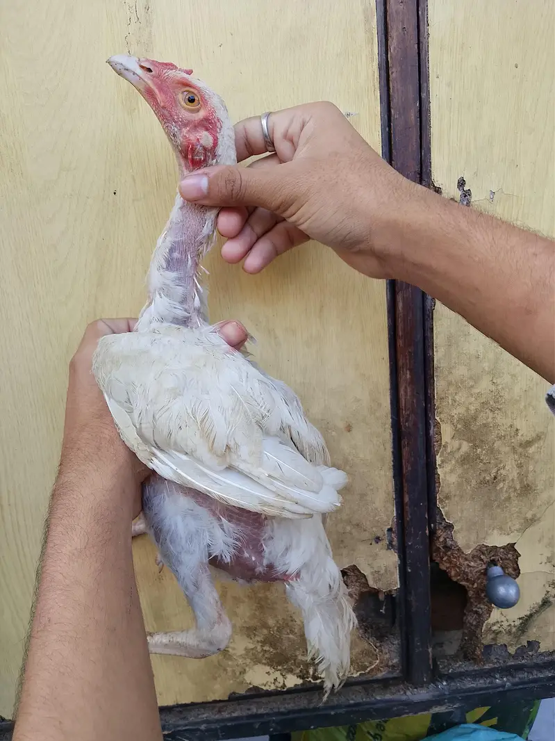 03036068703 aseel patha urgent for sale aik pice ke price 1800 — photo 4
