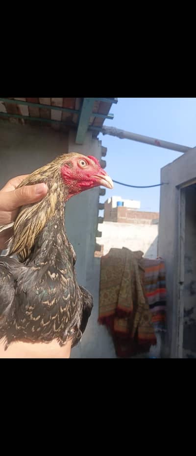 MIANWALI JAWA OR SINDHI WHITE OR BROWN 03499372554