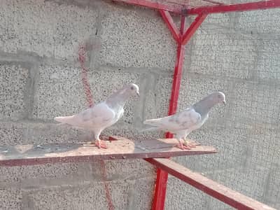 highflyer pigeons