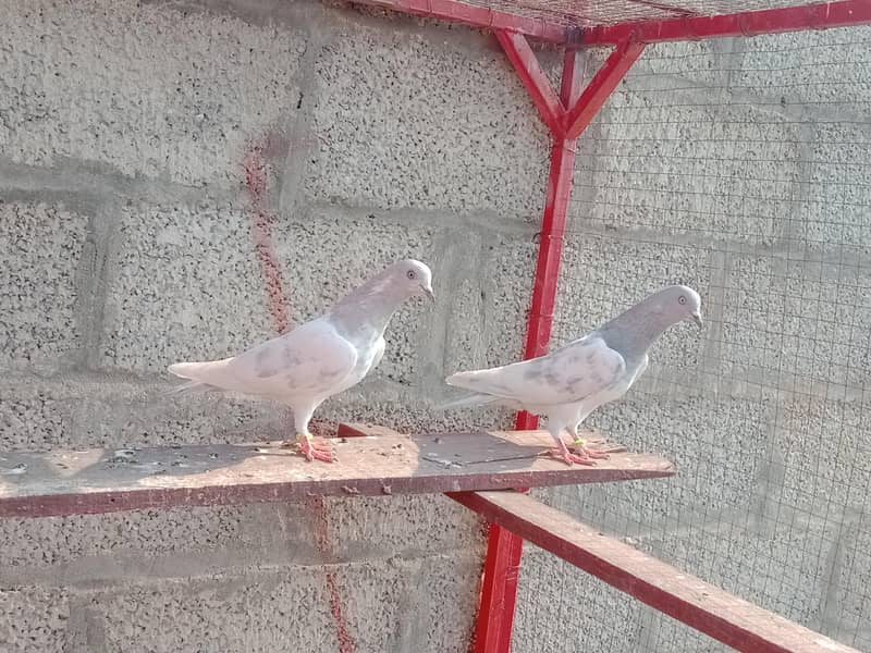 highflyer pigeons 0
