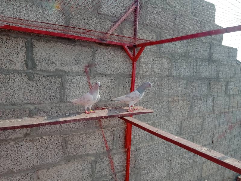 highflyer pigeons 1
