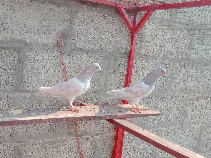 highflyer pigeons 2