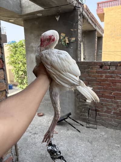 Heera Aseel Murgha