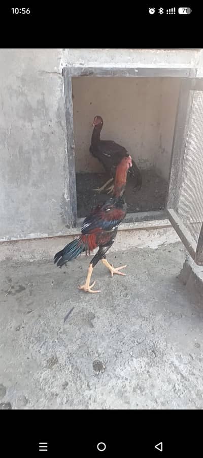 Aseel Phtta for sale