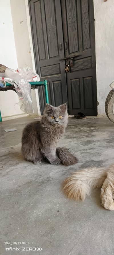 cats for sell