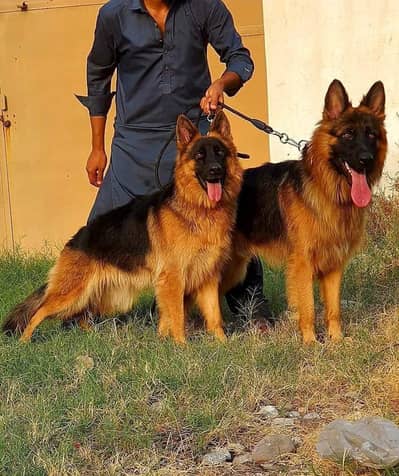German Shepherd Pair  for Sale | dog for sale |  German Shepherd Pair