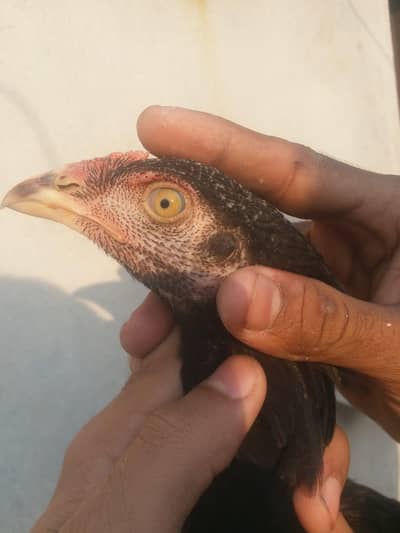 Thai or burmi croos male or female hai age 4 mouth hai