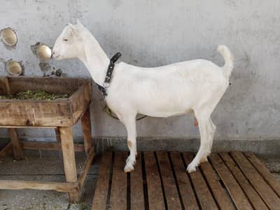 1 gulabi tedi fresh 4 dant female for sale