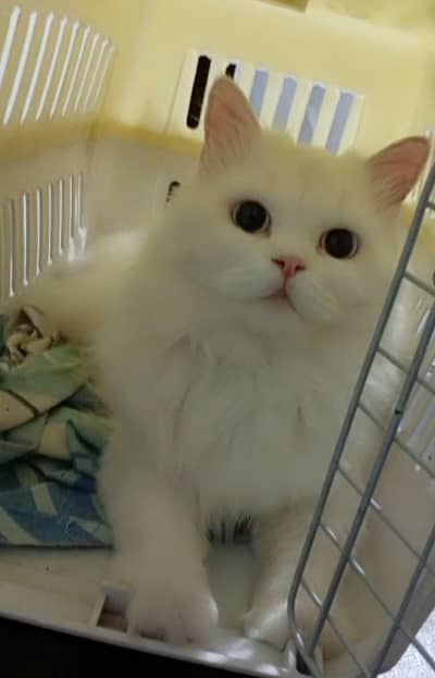 Female Persian cat