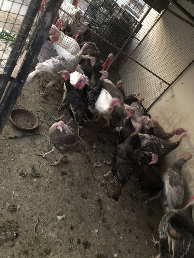 Karachi 0