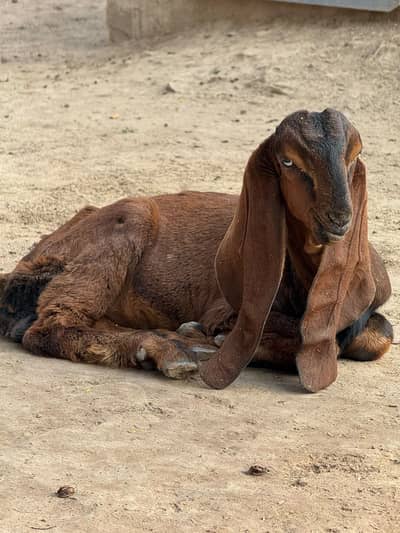 Male Goats