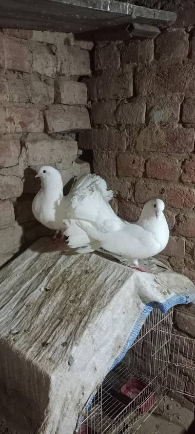 male  for sale