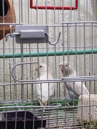 love bird breeder pair available 0/3/2/1/4/9/4/6/8/4/4
