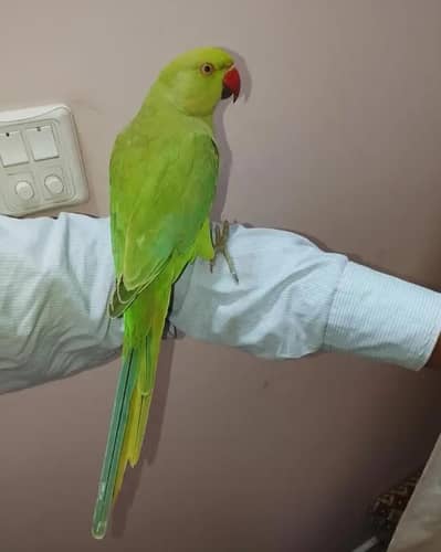 ringneck parrot handtamed