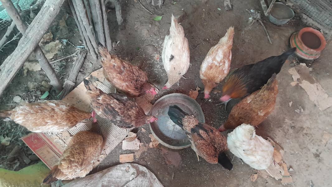 desi eggs laying 0