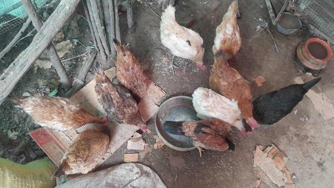 desi eggs laying 1