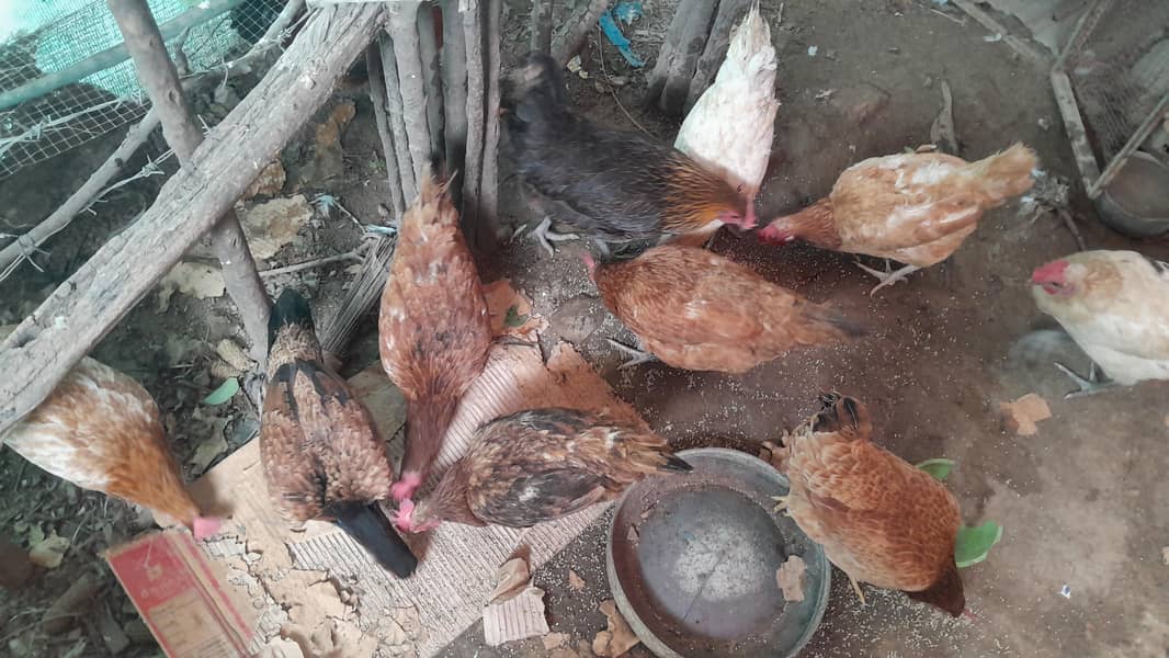 desi eggs laying 8