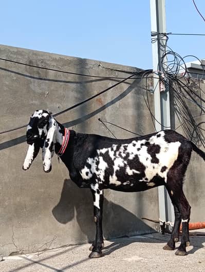 Beetal Goat
