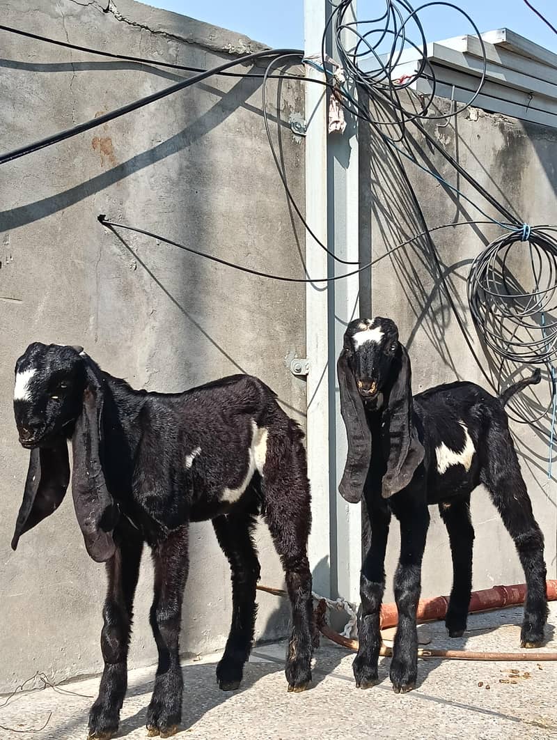 Beetal Goat 1