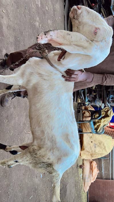 achi  bakri ha