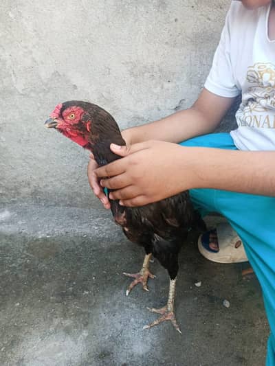 1heera aseel hen 1 shamooe black hen 1 lasani murga