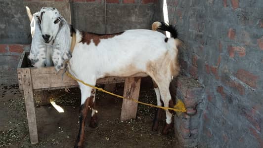 Betal Bakra