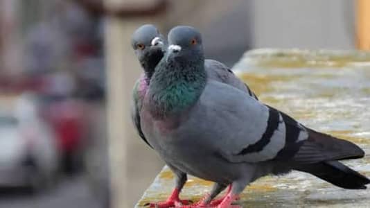 pigeons