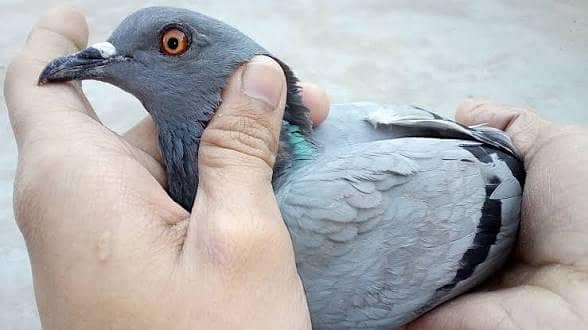 pigeons 1