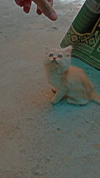 Persian kittens for adopt need good home