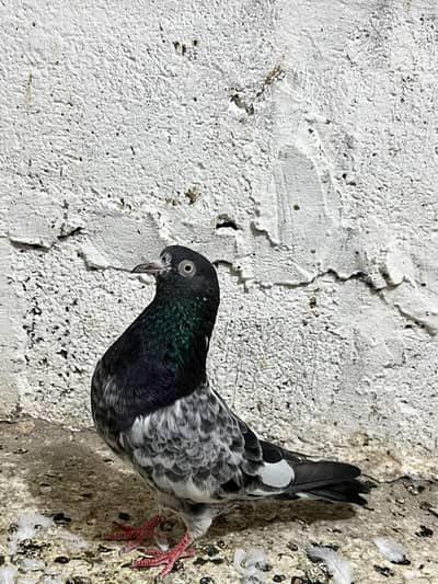 kabootr royal tedi