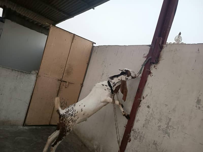 Maki cheena bakra 0