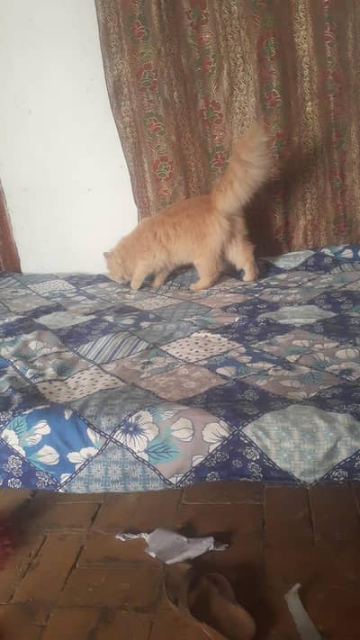 percian cat for sale
