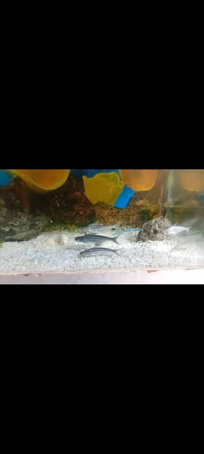 6 blue line shark fishes