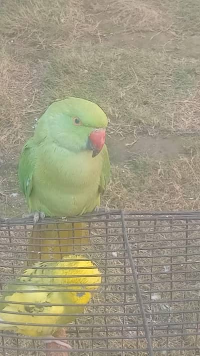 Parrot 50% tame