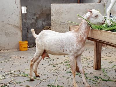 white eye tapri 2 dant