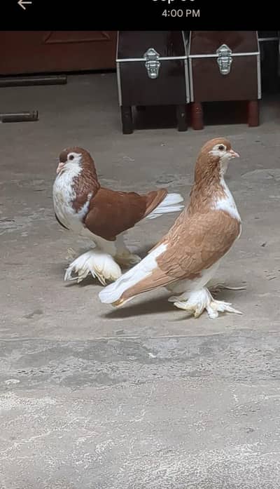 lahori shrzi Garman line breeder pair