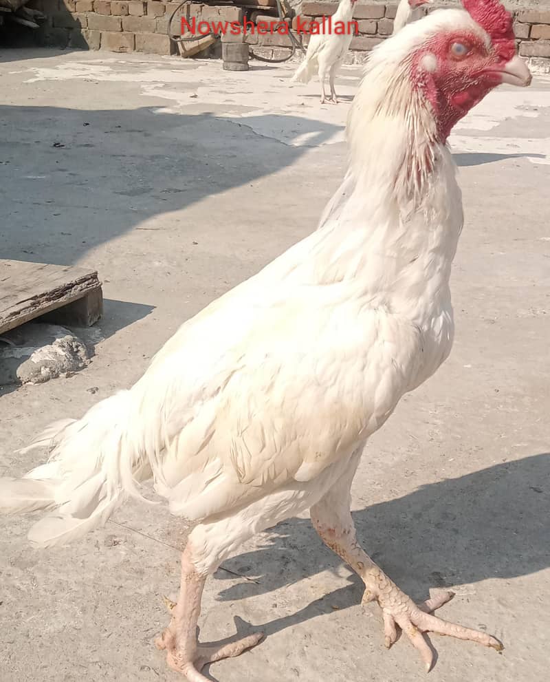 Heera aseel 1