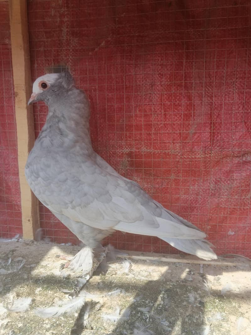 Grey Muki 0